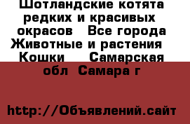 Шотландские котята редких и красивых  окрасов - Все города Животные и растения » Кошки   . Самарская обл.,Самара г.